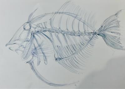 Fish Skeleton