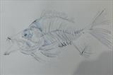 Fish Skeleton by Maisie Parker, Drawing, Inktense block and water
